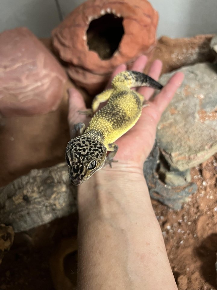 2 Geckos, da ich das Hobby aufgeben muss - Gecko - mauerbach