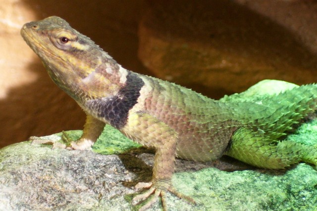 2 blaue Stachelleguane abzugeben - Leguan - Teising