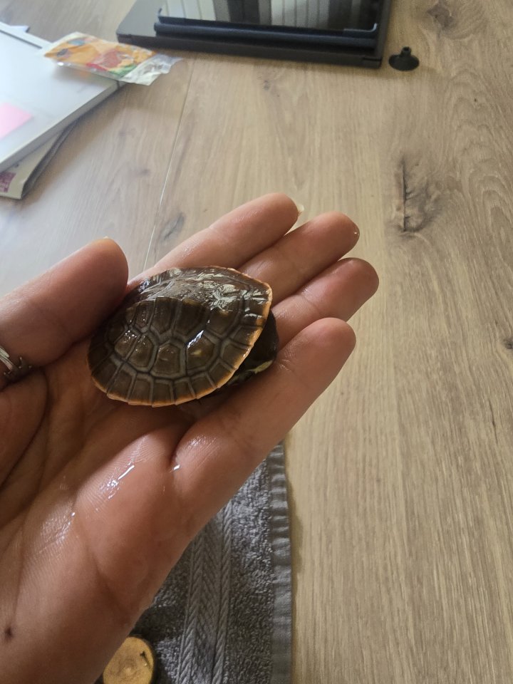 Rotbauchspitzkopf Wasserschildkröte. - Schildkroeten - Bad Ditzenbach 