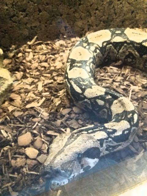 Boa Constrictor Imperator  - Schlangen Boa - Birkenfeld