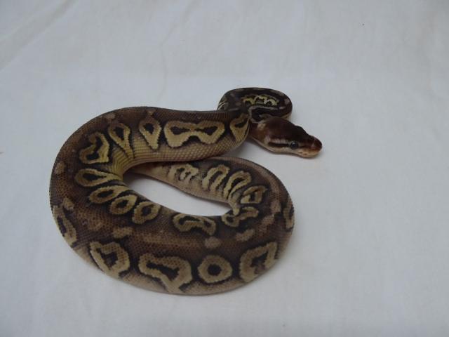 0. 1 - Pewter ( Pastel, Cinnemon CB 2020) - Schlangen Python - Teublitz