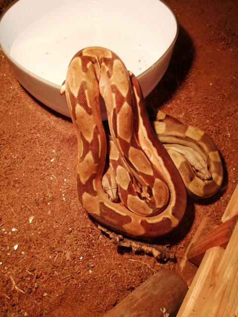 2.0 boa constrictor imperator - Schlangen Boa - Hattgenstein 