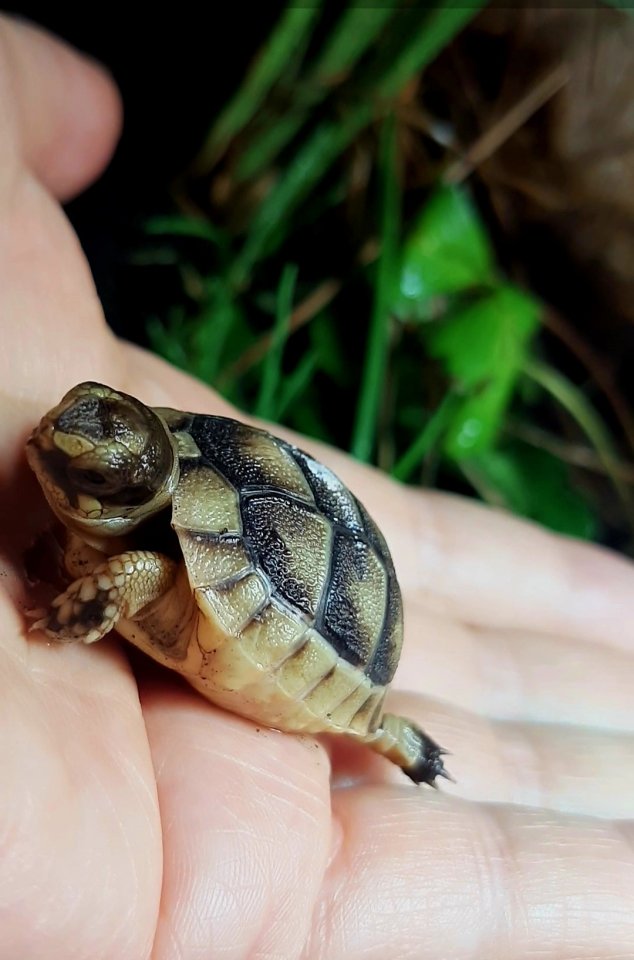 NZ Breitrandschildkröte Babys 2025 - Schildkroeten - Illerkirchberg