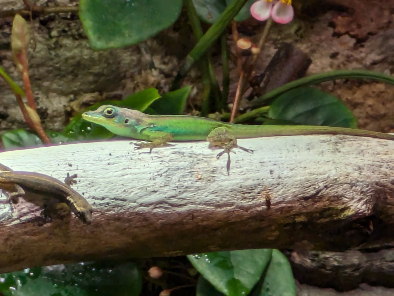 Anolis roquet summus - Anolis - Adenbüttel
