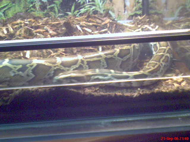 1 1/2 Jahre alter Tigerpython - Schlangen Python - Leipzig