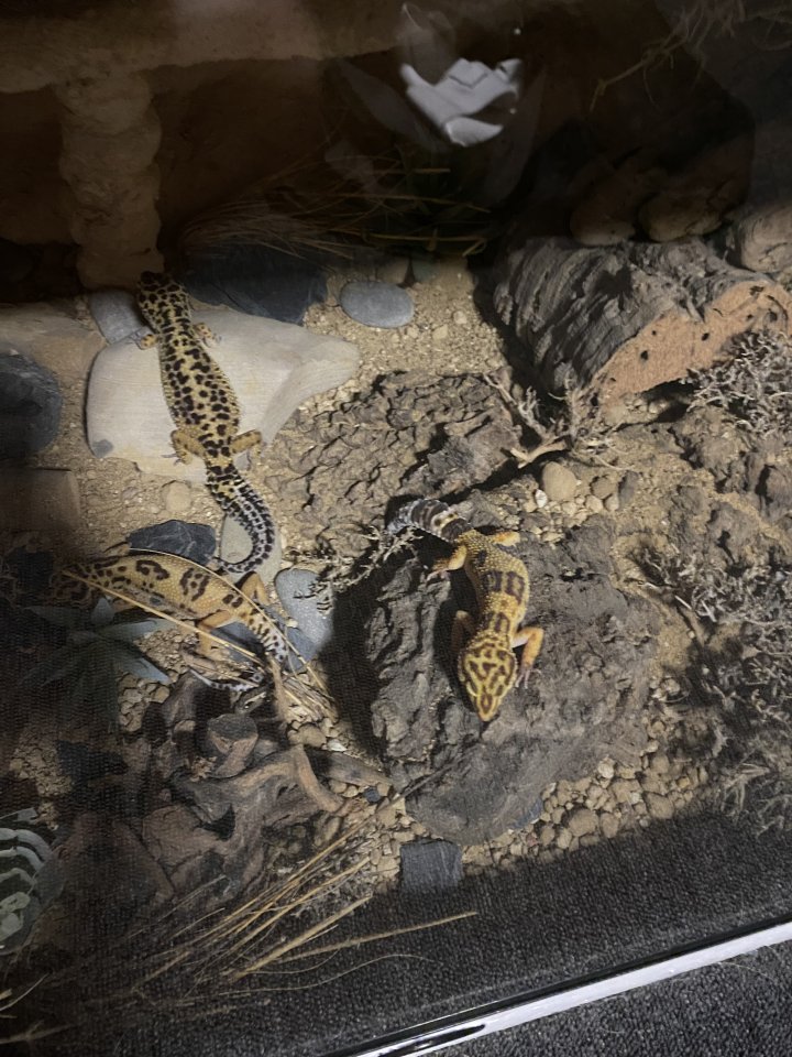 Leopardgecko Weibchen zu verkaufen - Gecko - Köln