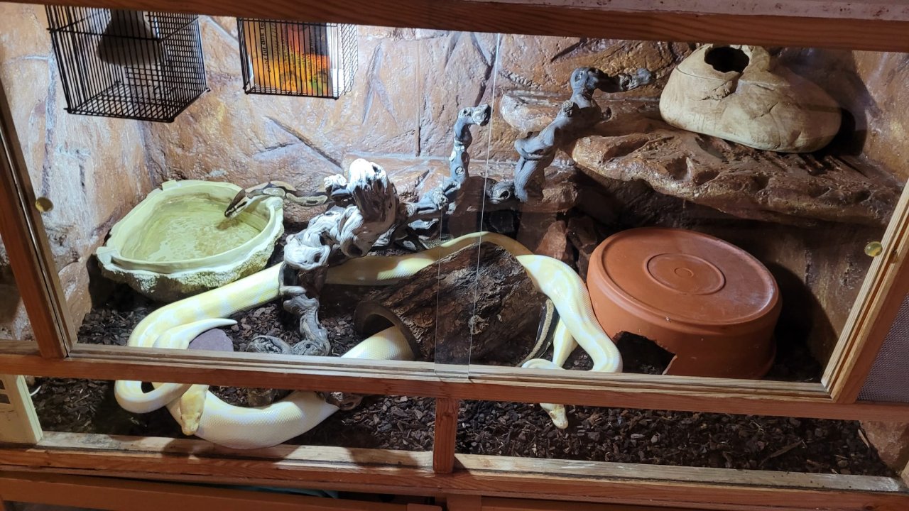 3 Pythons und vollständig eingerichtetes Terrarium - Schlangen - Gross Niendorf
