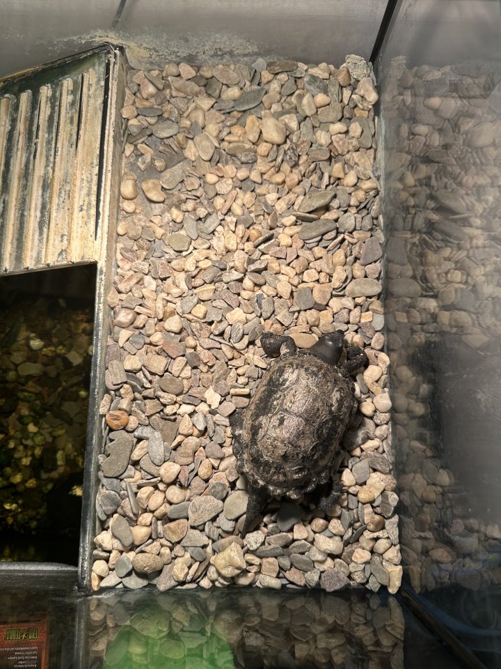 Dreikielschildkröte mit Terrarium und Zubehör - Schildkroeten - Zossen
