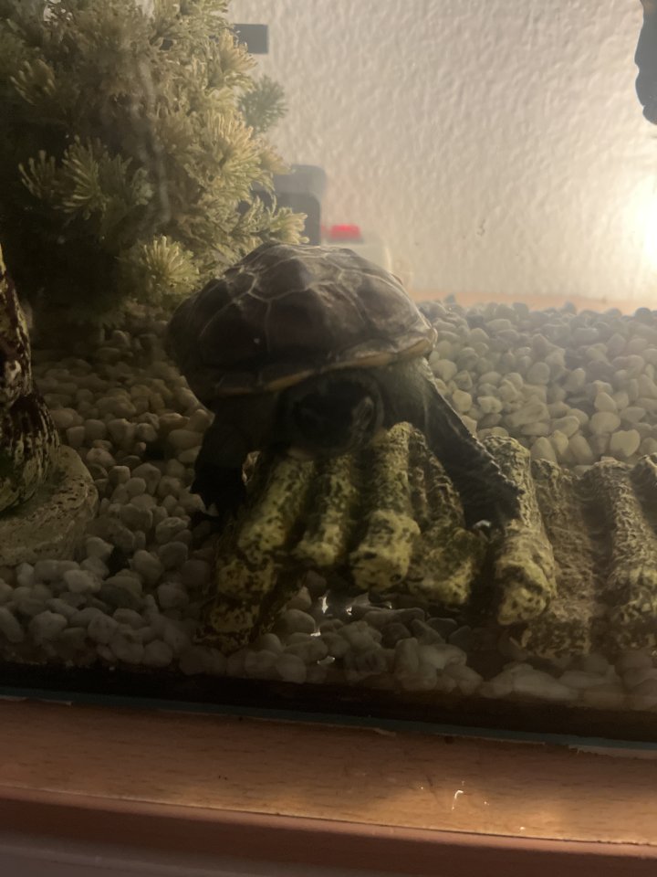 Wasserschildkröte mit Aquarium - Schildkroeten - Coesfeld