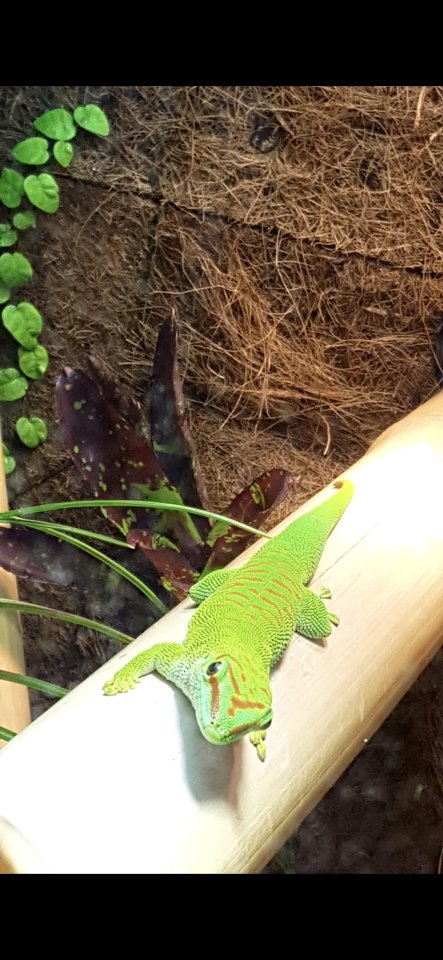 Madagaskar -Taggecko - Gecko - Langelsheim