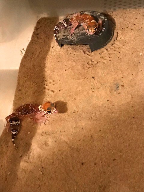 Australischer Dickschwanzgecko/Bellende Geckos/ Underwoodisaurus millii abzugebe - Gecko - Potsdam