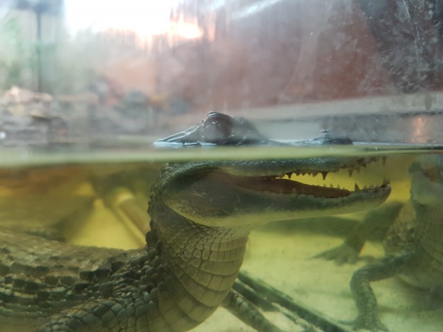 Brillenkaiman mit Terrarium und Unterschrank inklusive Einrichtung  - Kaiman - Roßtal
