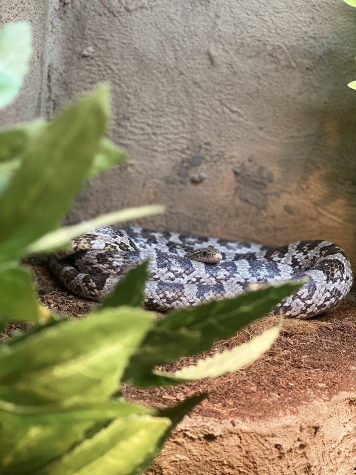 Verkaufe Kornnatter + Terrarium falls benötigt - Schlangen - Rheine