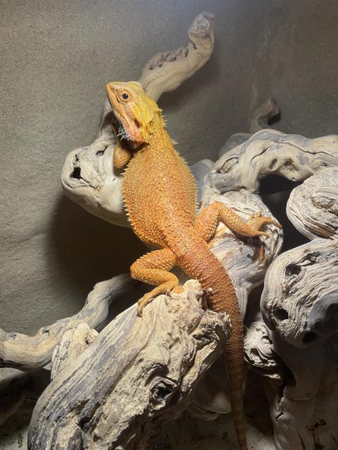 Bartagamenmännchen 5,5 Jahre - Bartagame - Lübeck