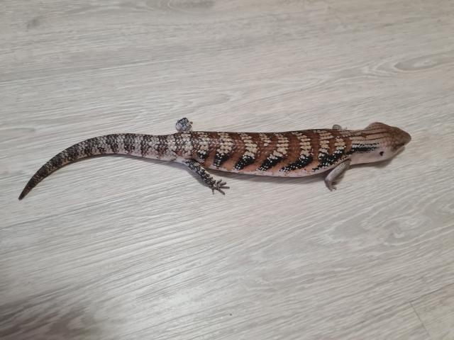 Biete einen Tiliqua scincoides intermedia von 05/2020 - Echsen - Bamberg