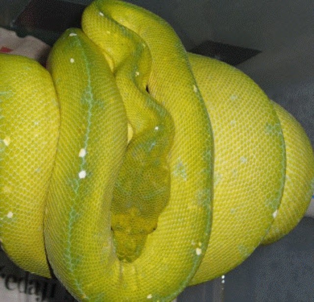 Morelia viridis u.s.w  - Schlangen Python - rödermark