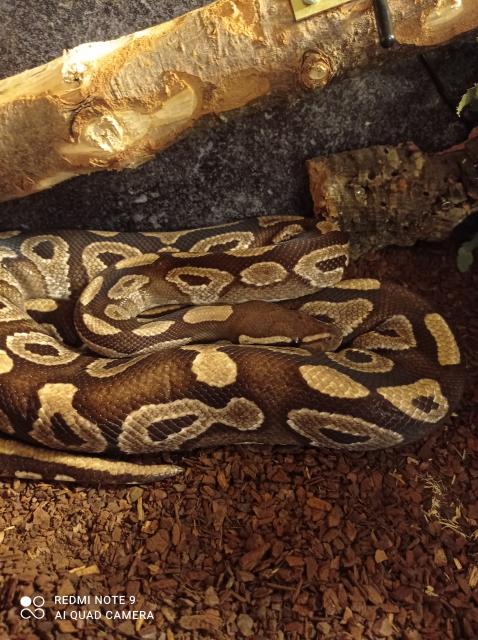 Königspython - Schlangen Python - Troisdorf