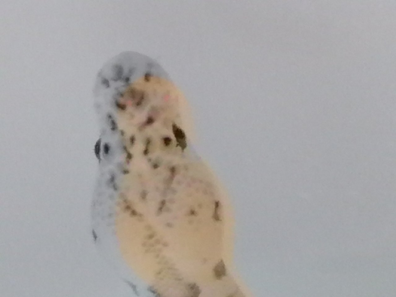 0.1 Königspython Phython regius Clown - Schlangen - Gerstungen