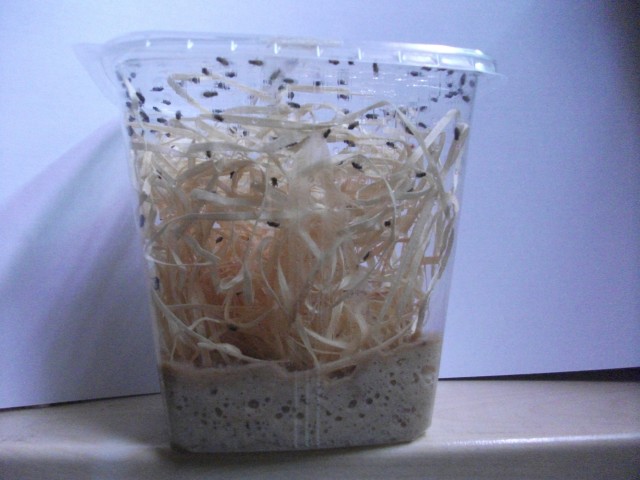 Drosophila Zuchtansatz 1/2L Dose - Futtertiere - Nordhorn