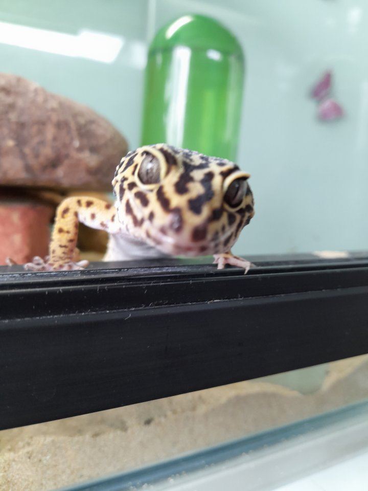 Leopardgeckos mit Terrarium - Gecko - Neuss