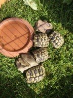 Verkaufe griechische Landschildkröten - Schildkroeten - Stadthagen