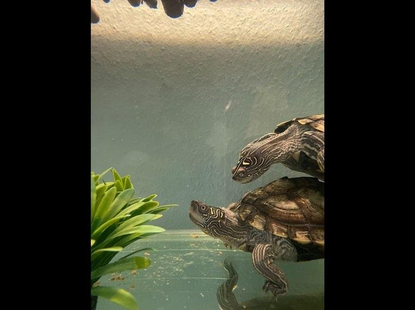 Biete 2 Wasserschildkröten (Höckerschildkröten) - Schildkroeten - Garmisch-Partenkirchen