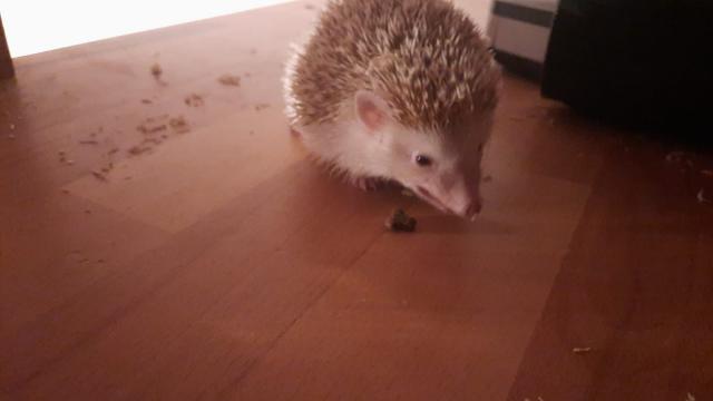 Afrikanische Weißbauchigel 2 weibchen  - Sonstige Reptilien - Ober-Ramstadt 