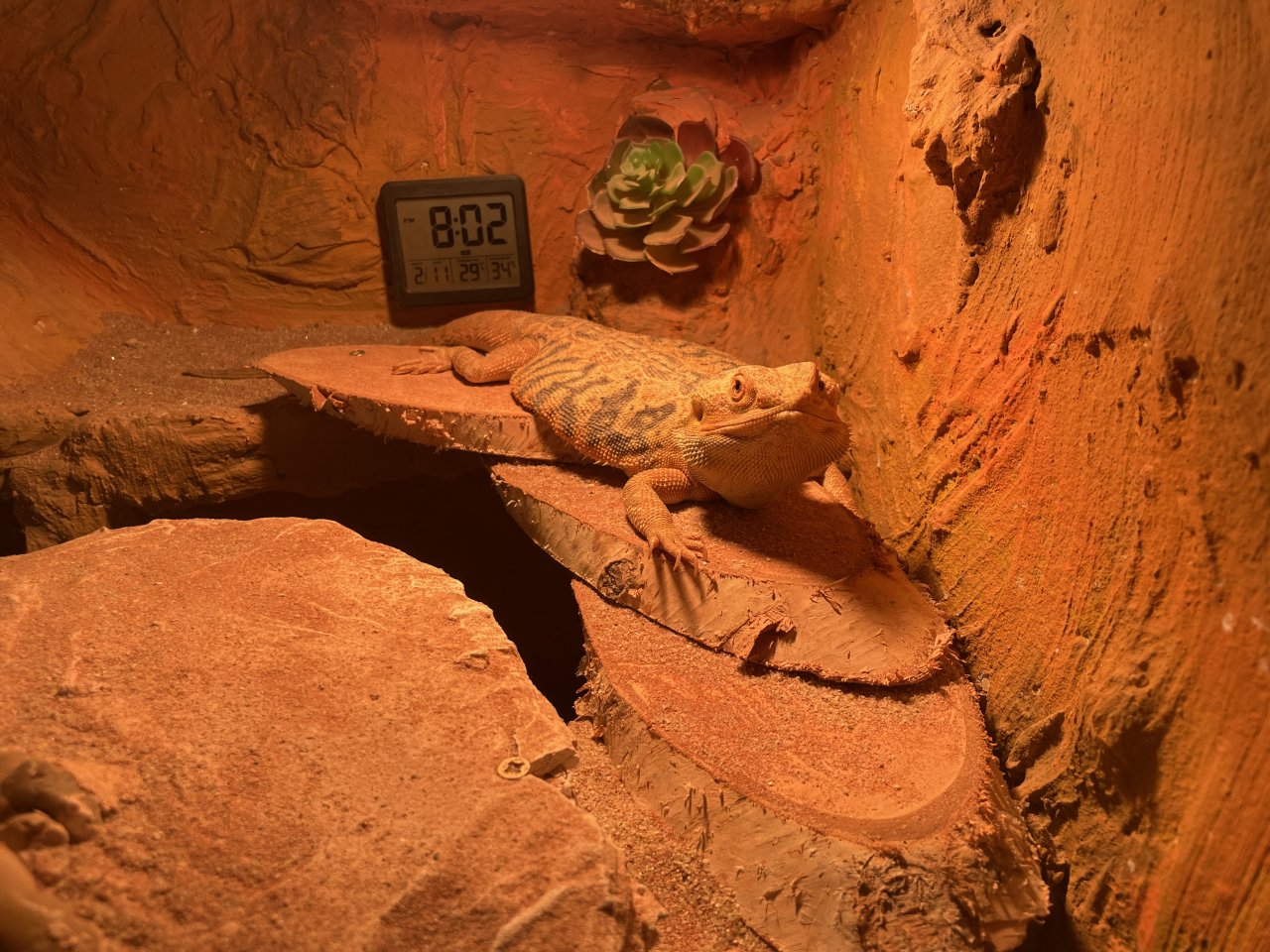 Terrarium mit Bartagamen Pärchen 2.J - Bartagame - Lübeck
