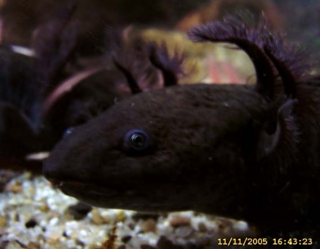 Axolotl - Salamander - Peine