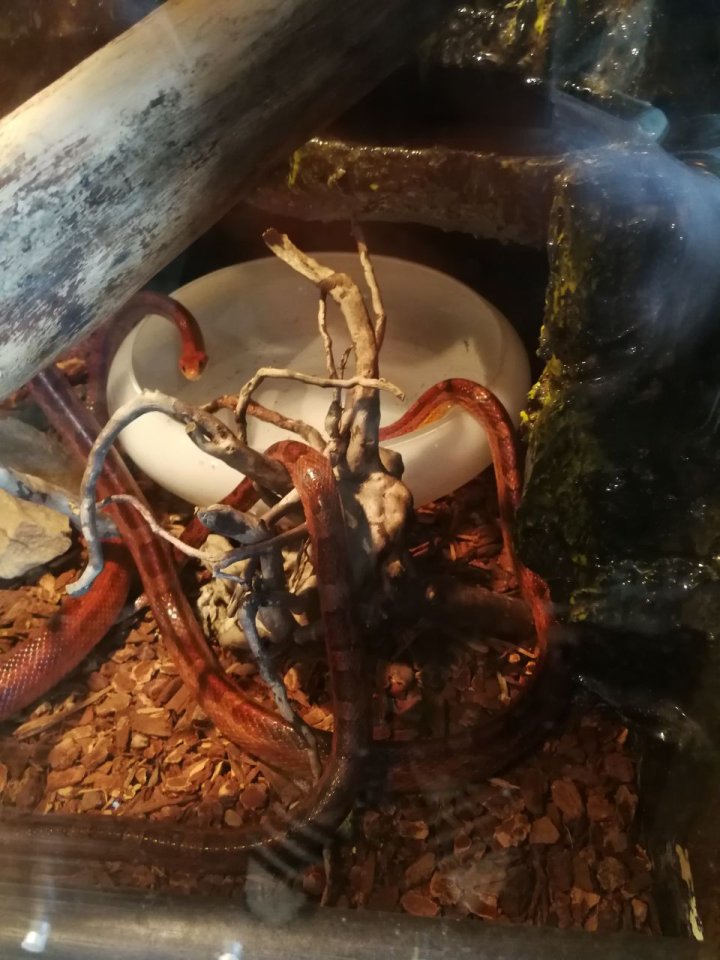 ZU VERSCHENKEN 3 Kornnattern mit Terrarium und 45 TK Mäusen - Schlangen - Frankfurt