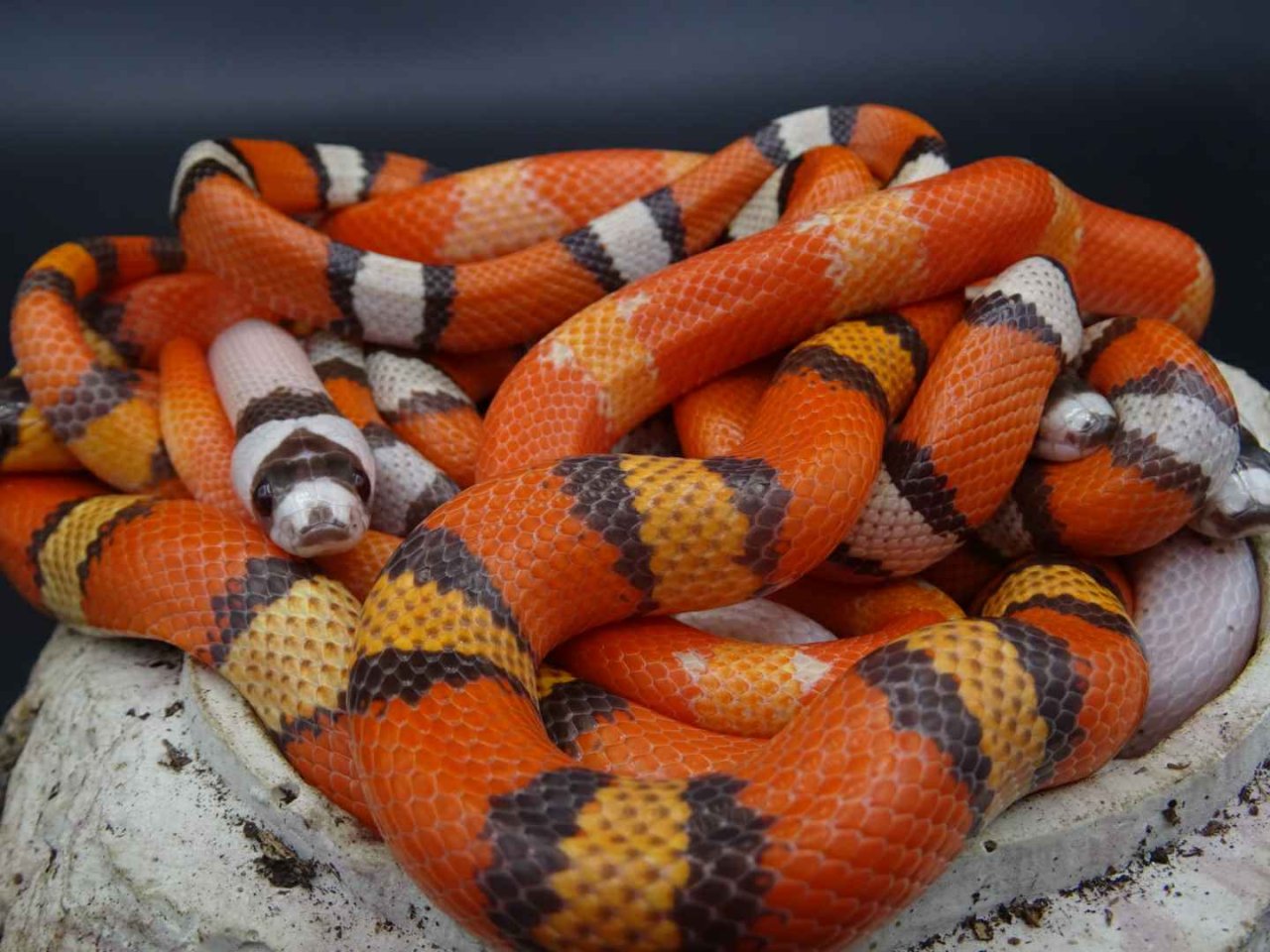 Lampropeltis abnorma / Honduras Königsnattern - Schlangen - Titz