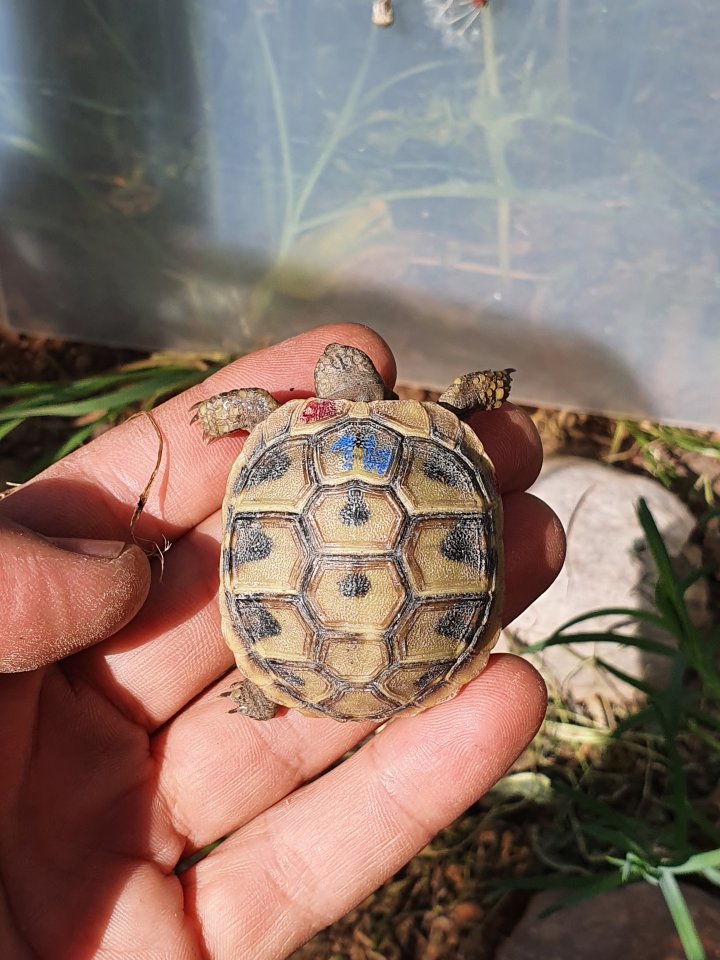 Griechische Landschildkröten Nachzuchten 2022, 2023 - Schildkroeten - Petershagen