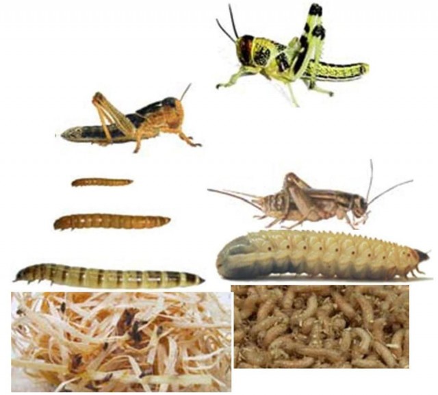 Futterinsekten & Frostfutter in Top Qualität! - Futtertiere - Sankt Martin im Innkreis