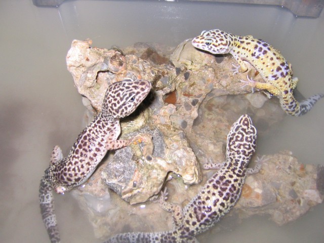 Biete leopardgecko Zuchtgruppe 1.2 - Gecko - rheine