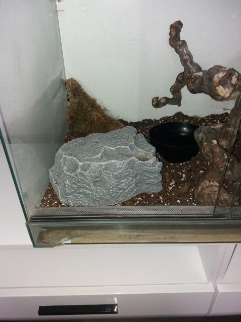 Kleine kornatter Schlange mit Terrarium zu verkaufen  - Schlangen Natter - Braunschweig