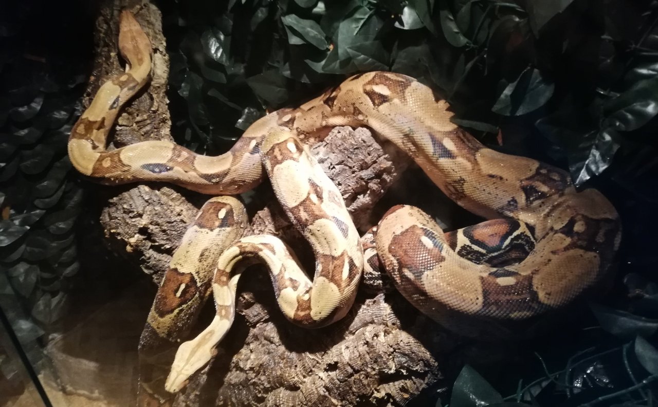 Verkaufe zwei Boa Constrictor Imperator (Abgottschlange) - Schlangen - Kaarst
