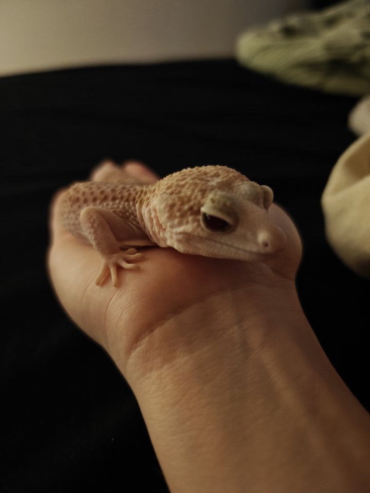 Leopard geckos Weibchen - Gecko - Fürstenfeldbruck