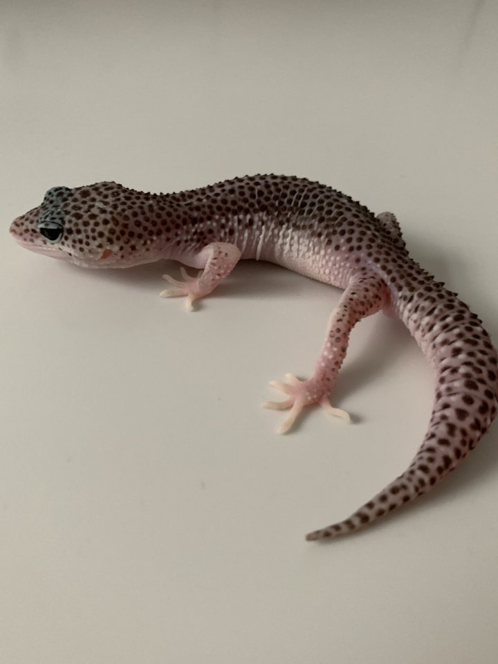 1.0 Mack super Snow Het Diablo Blanco Leopardgecko Männchen Enz 23 abzugeben Übe - Gecko - Emsdetten