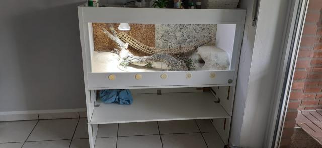 Terrarium Komplettset mit Farbbartagame - Bartagame Farbbartagame - Verl 