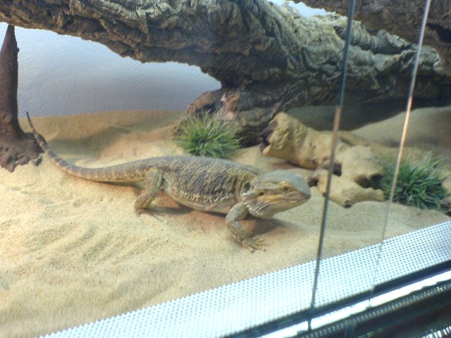 Schönes Bartagamen-Pärchen zu verkaufen - Bartagame - Ennigerloh