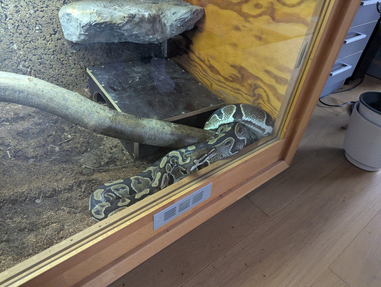 0.1 het Piebald DNZ 2014, ggf. inkl. Terrarium - Schlangen - Stuttgart