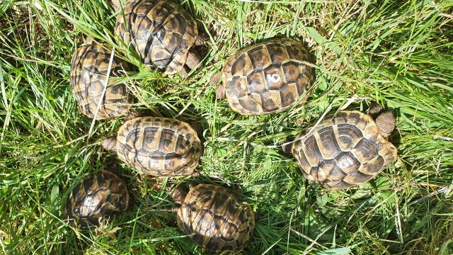 Landschildkröten  Testudo hermanni  - Schildkroeten - Heiligenwald 