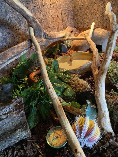2 Kornnattern  + Terrarium  - Schlangen Natter - Kurtscheid 