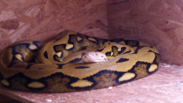 Verkaufe diverse Netzpython, 3 Womapython - Schlangen Python - Mühlberg