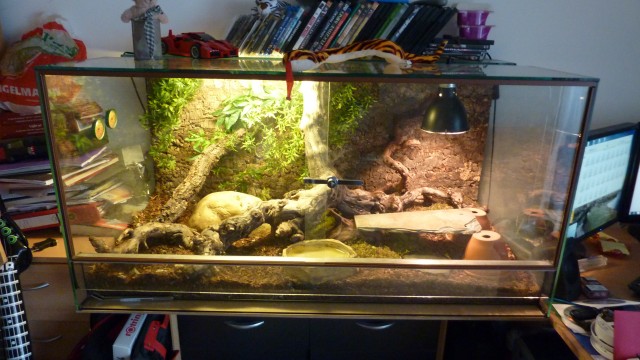 Terrarium mit 2 Kornnattern inkl. Zubehör - Schlangen Natter - Unterföhring