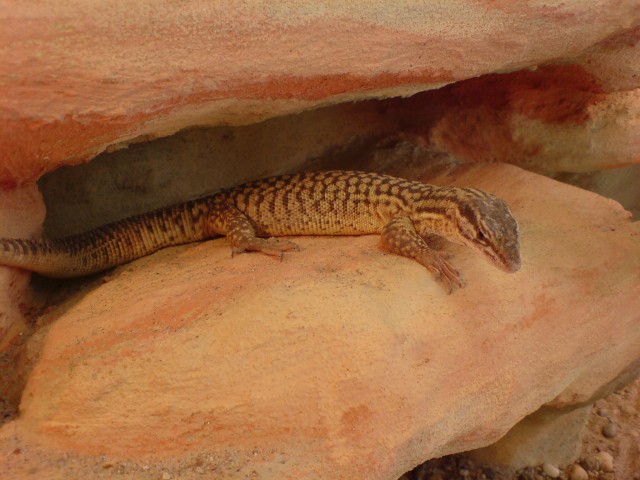 Stachelschwanzwaran varanus acanthurus - Warane - BB