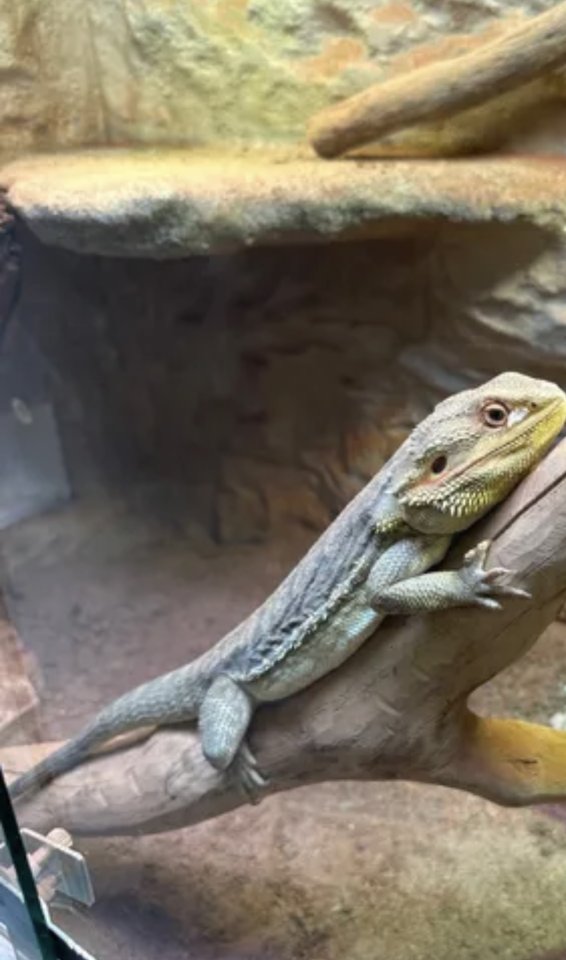 Bartagame in liebevolle Hände abzugeben  - Bartagame - Chemnitz 