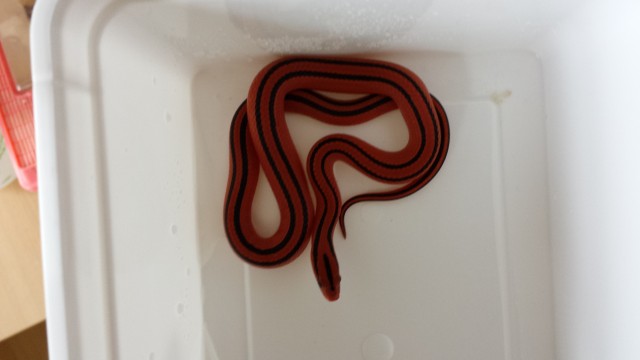 Königspythons,Bambusnattern,Kornnattern,Schönnattern,Hausschlangen... - Schlangen Python - Schöneck