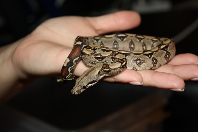 Boa Babys ENZ11 teilw. Laddertail - Schlangen Boa - ....