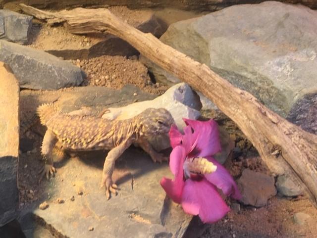 Biete: Geyrsche Dornschwanzagame 0.1 Uromastyx geyri gelb DNZ 2 Jahre alt  - Echsen - Wadersloh